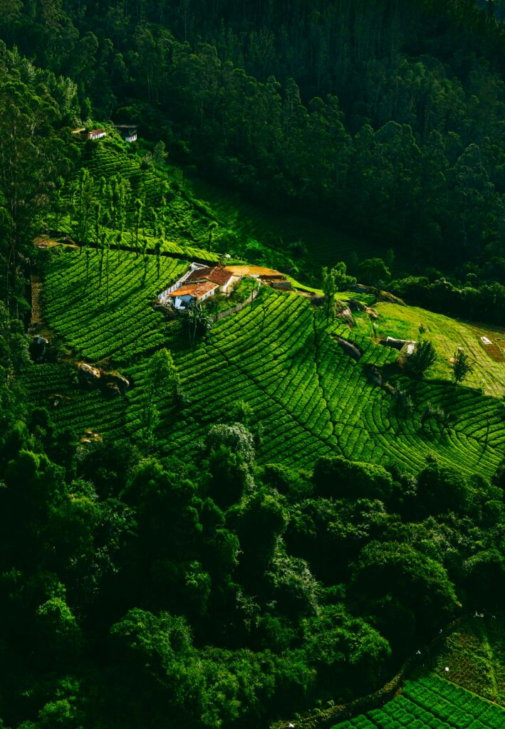Ooty Place