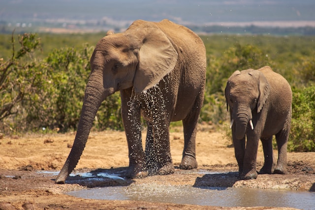 Wildlife Safaris Elephant